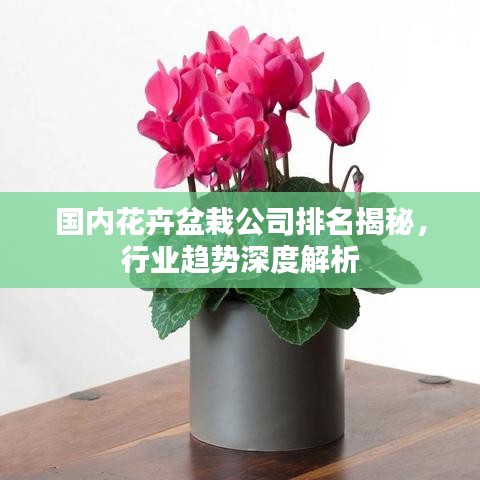 国内花卉盆栽公司排名揭秘，行业趋势深度解析