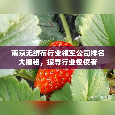 南京无纺布行业领军公司排名大揭秘，探寻行业佼佼者