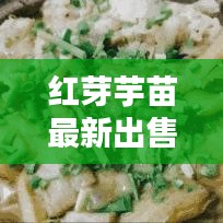 红芽芋苗最新出售信息汇总
