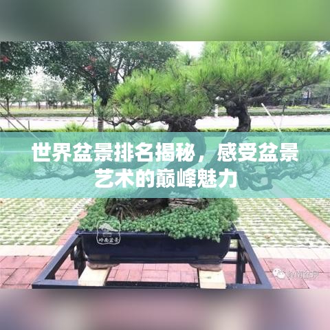 世界盆景排名揭秘，感受盆景艺术的巅峰魅力