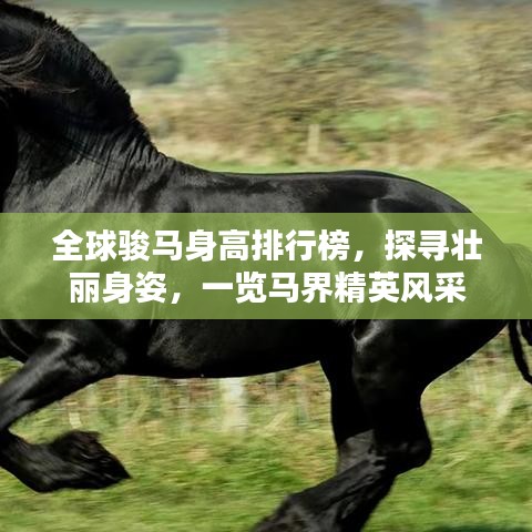 全球骏马身高排行榜，探寻壮丽身姿，一览马界精英风采