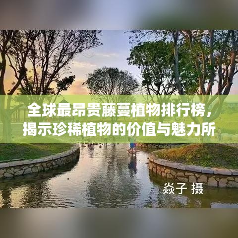 全球最昂贵藤蔓植物排行榜，揭示珍稀植物的价值与魅力所在