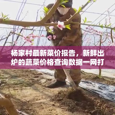 杨家村最新菜价报告，新鲜出炉的蔬菜价格查询数据一网打尽！