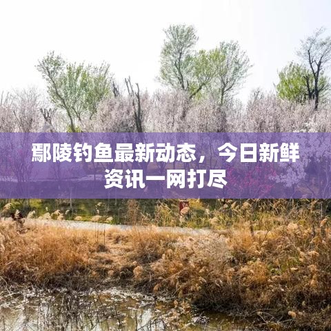 鄢陵钓鱼最新动态，今日新鲜资讯一网打尽