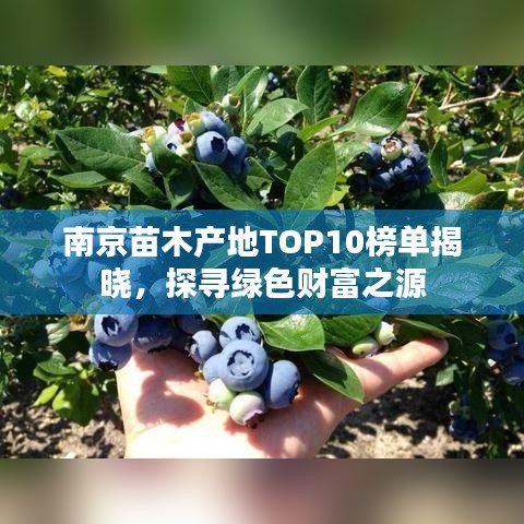 南京苗木产地TOP10榜单揭晓，探寻绿色财富之源