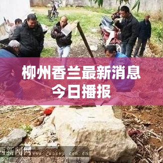 柳州香兰最新消息今日播报