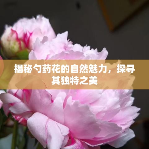 揭秘勺药花的自然魅力，探寻其独特之美