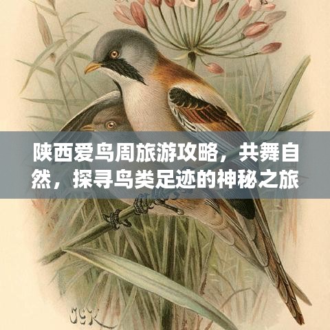 陕西爱鸟周旅游攻略，共舞自然，探寻鸟类足迹的神秘之旅