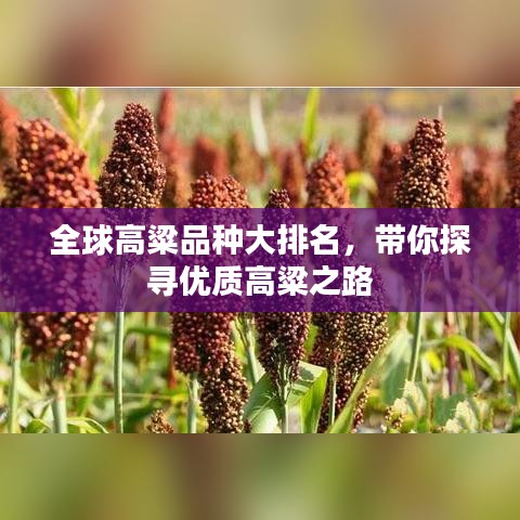 全球高粱品种大排名，带你探寻优质高粱之路