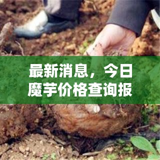 最新消息，今日魔芋价格查询报告出炉，行情走势一网打尽！