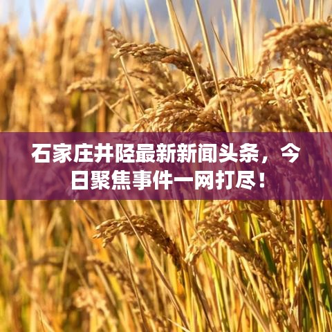 石家庄井陉最新新闻头条，今日聚焦事件一网打尽！