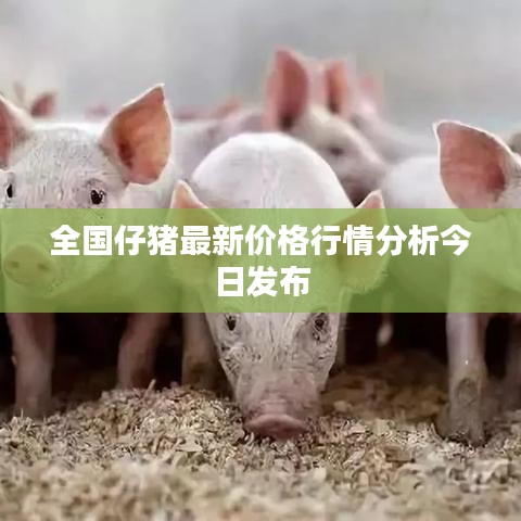 全国仔猪最新价格行情分析今日发布