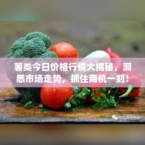 薯类今日价格行情大揭秘，洞悉市场走势，抓住商机一刻！