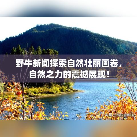 野牛新闻探索自然壮丽画卷，自然之力的震撼展现！