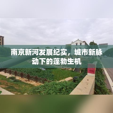 南京新河发展纪实，城市新脉动下的蓬勃生机