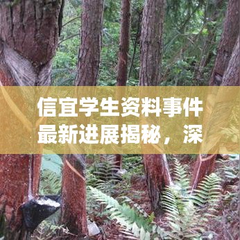 信宜学生资料事件最新进展揭秘，深度探究与公开透明化的不懈努力