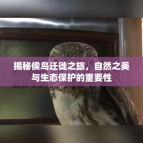 揭秘侯鸟迁徙之旅，自然之美与生态保护的重要性