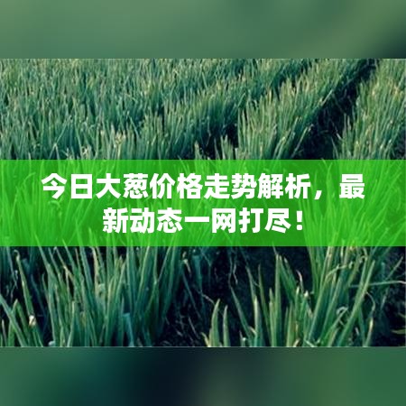 今日大葱价格走势解析，最新动态一网打尽！