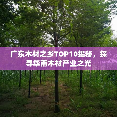 广东木材之乡TOP10揭秘，探寻华南木材产业之光