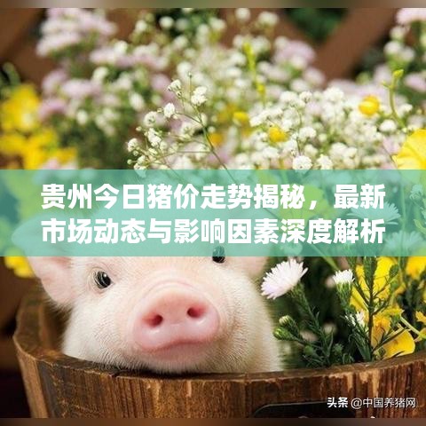 贵州今日猪价走势揭秘，最新市场动态与影响因素深度解析
