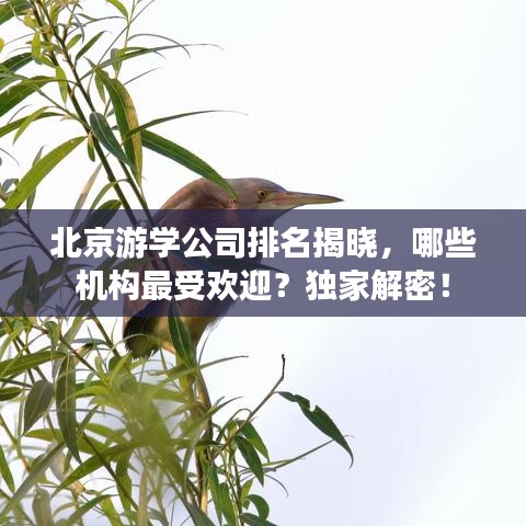 北京游学公司排名揭晓，哪些机构最受欢迎？独家解密！