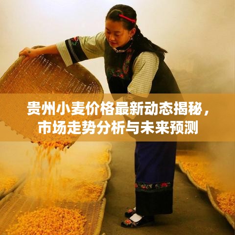 贵州小麦价格最新动态揭秘，市场走势分析与未来预测