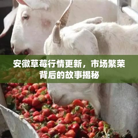 安徽草莓行情更新，市场繁荣背后的故事揭秘
