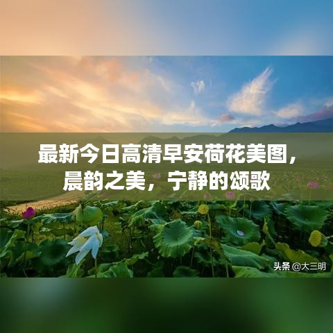 最新今日高清早安荷花美图，晨韵之美，宁静的颂歌