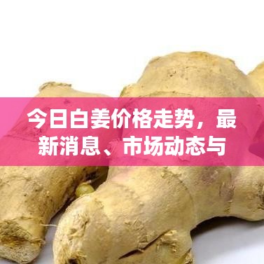 今日白姜价格走势，最新消息、市场动态与趋势预测