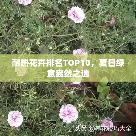 耐热花卉排名TOP10，夏日绿意盎然之选