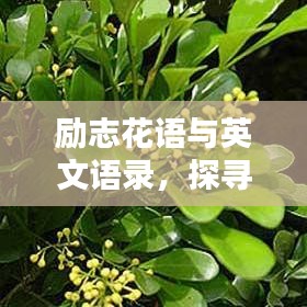 励志花语与英文语录，探寻图片世界中的美丽与智慧