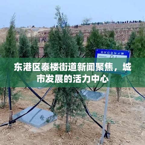 东港区秦楼街道新闻聚焦，城市发展的活力中心