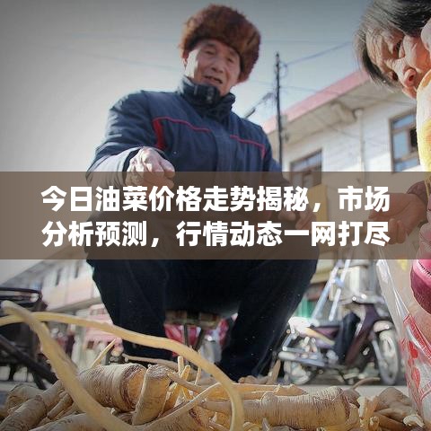 今日油菜价格走势揭秘，市场分析预测，行情动态一网打尽！
