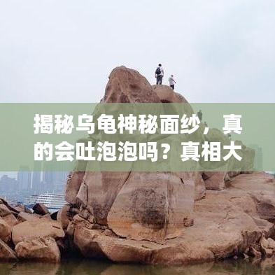 揭秘乌龟神秘面纱，真的会吐泡泡吗？真相大揭秘！