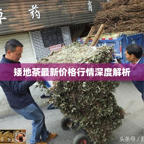 矮地茶最新价格行情深度解析