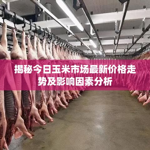 揭秘今日玉米市场最新价格走势及影响因素分析