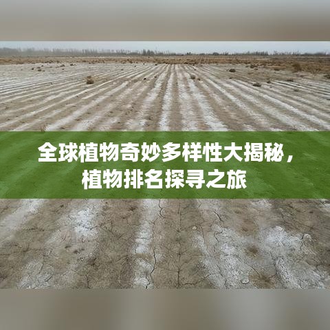 全球植物奇妙多样性大揭秘，植物排名探寻之旅