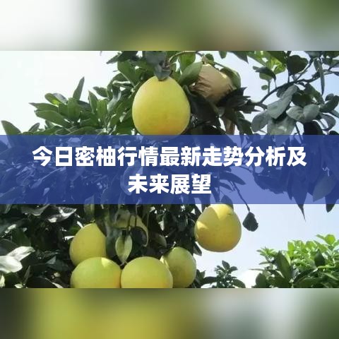 今日密柚行情最新走势分析及未来展望
