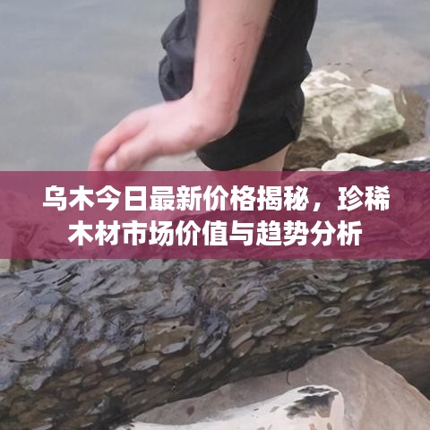 乌木今日最新价格揭秘，珍稀木材市场价值与趋势分析