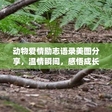 动物爱情励志语录美图分享，温情瞬间，感悟成长力量