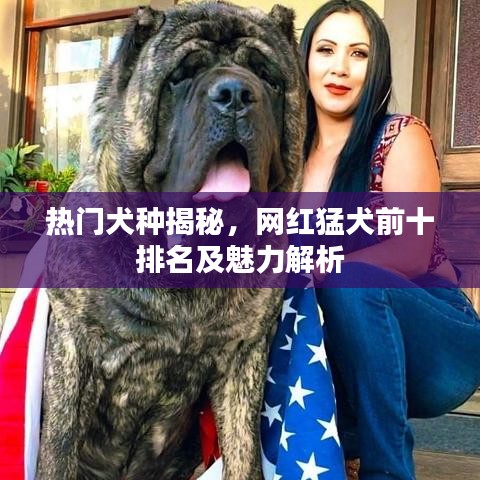 热门犬种揭秘，网红猛犬前十排名及魅力解析