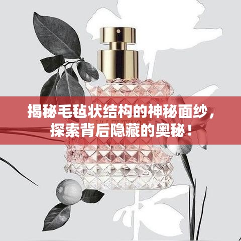 揭秘毛毡状结构的神秘面纱，探索背后隐藏的奥秘！