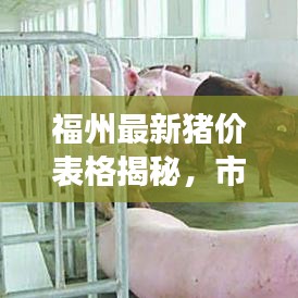 赛事活动