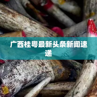 广西桂粤最新头条新闻速递