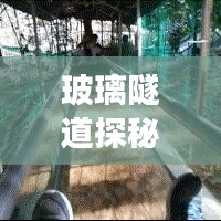 玻璃隧道探秘，旅游攻略带你领略神秘与美丽的交融之旅！