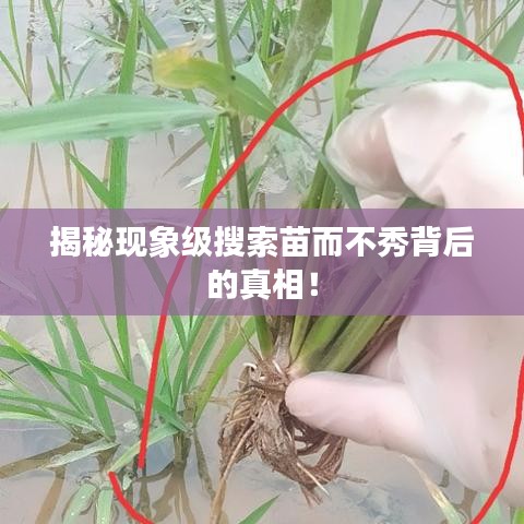 揭秘现象级搜索苗而不秀背后的真相！