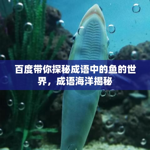 百度带你探秘成语中的鱼的世界，成语海洋揭秘