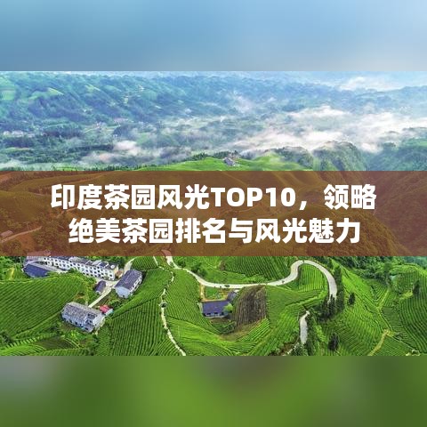 印度茶园风光TOP10，领略绝美茶园排名与风光魅力