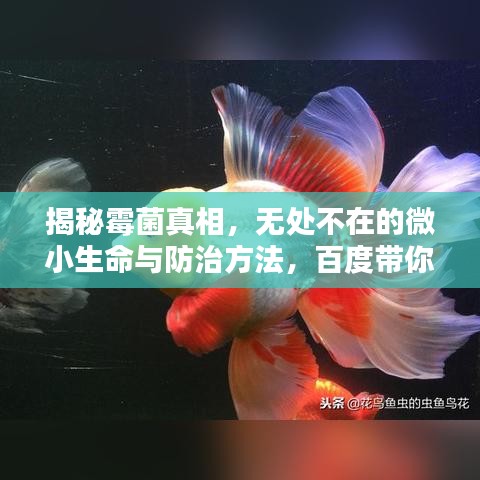 揭秘霉菌真相，无处不在的微小生命与防治方法，百度带你深入了解
