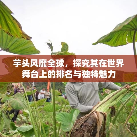 芋头风靡全球，探究其在世界舞台上的排名与独特魅力